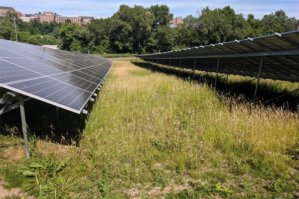 Native grasses between solar panels help support pollinators and insects